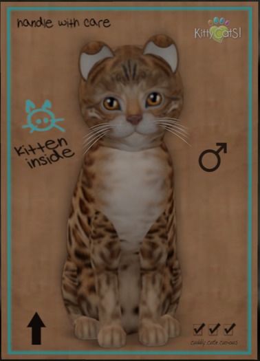 KittyCatS Box - Bengal - Sorell