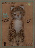 KittyCatS Box - Bengal - Sorell