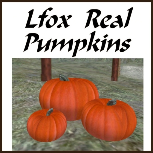lfox Real Pumpkins in 3 Sizes