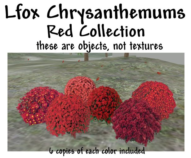 lfox Chrysanthemums - Reds