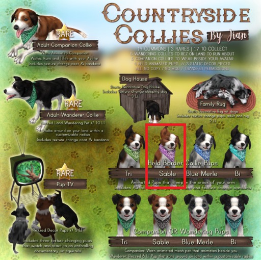 JIAN Countryside Collies ::Held Pup Sable BOX