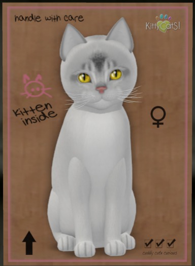 KittyCatS Box - Abyssinian - Black Silver