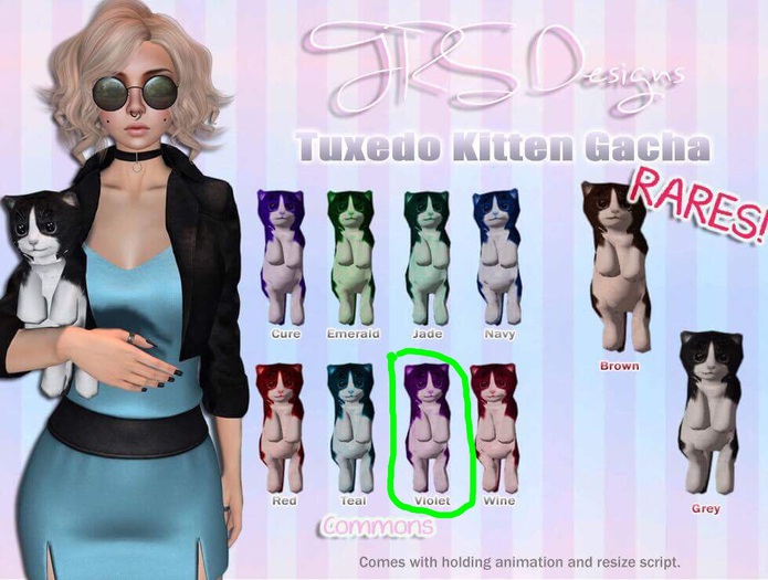 Tuxedo Kitten Common Violet