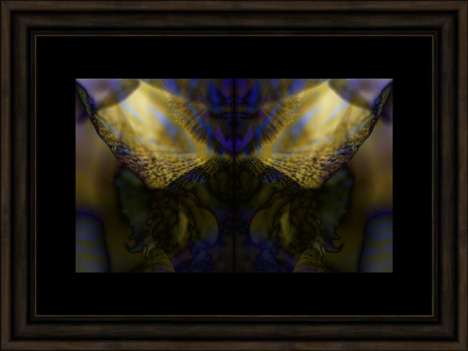 NM-EX3-002 - 'Hybridisation Iris Blue & Yellow'