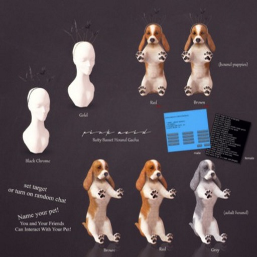 *Pink Acid Older Basset Hound Gray Male*