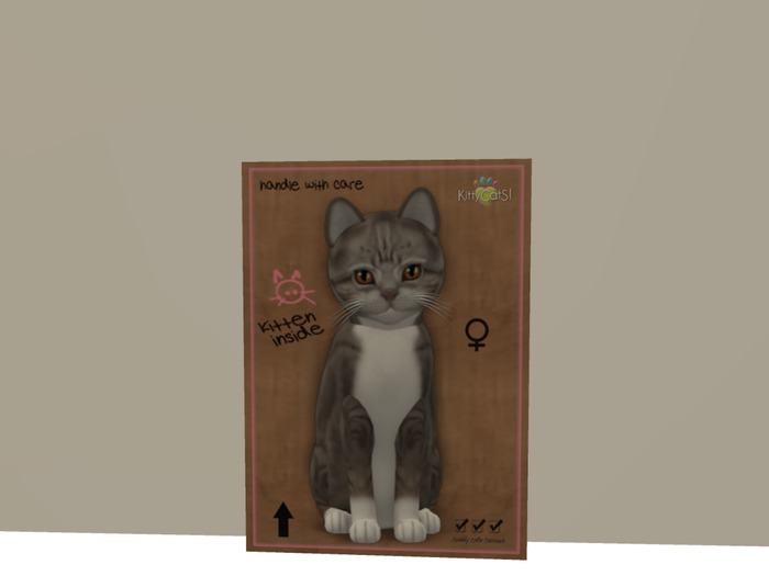 KittyCatS Box - New Born Kitten