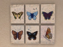 Headcase Butterfly Prints  (boxed)