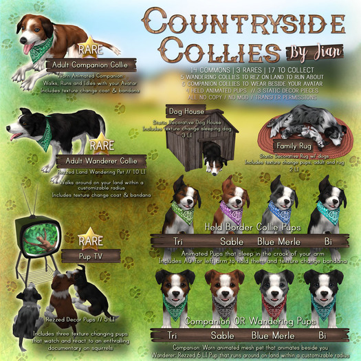 JIAN Countryside Collies ::Held Pup Sable BOX