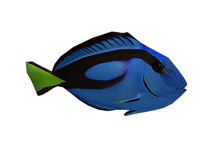 Mesh Tropical Blue fish swims in circle !