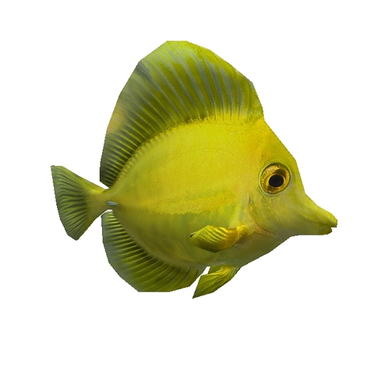 Mesh Tropical Yellow fish swims in circle !