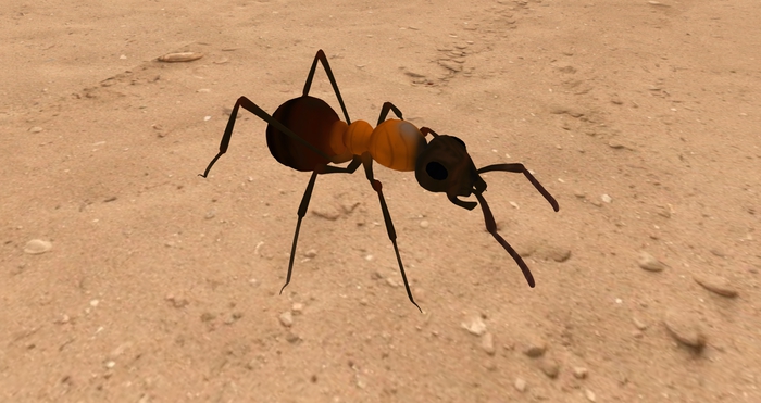 TEGAN - ant