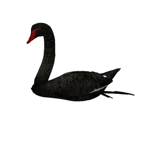 black Swan