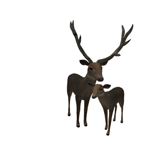 Family deer