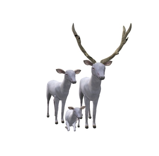 Family deer white