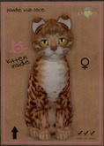 KittyCatS Box - Bengal - Copper