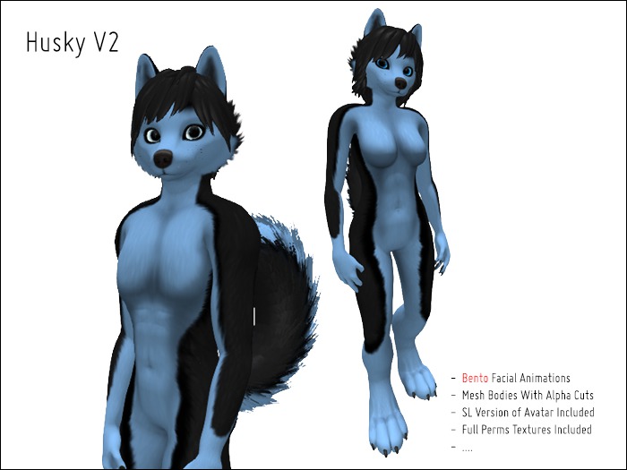 Husky Black Baby Blue