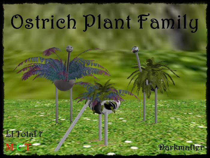 Ostrich Family - Boxed