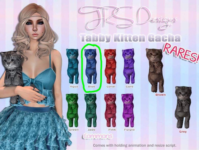 Tabby Kitten Common Blue