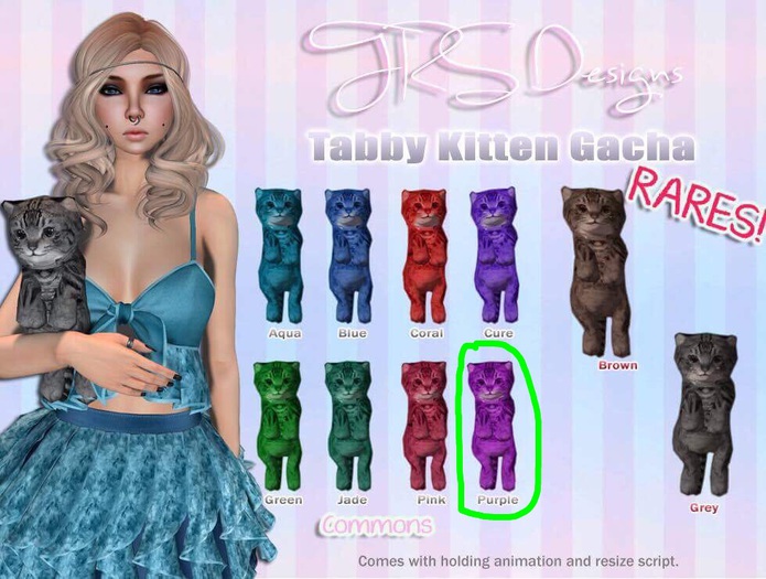 Tabby Kitten Common Purple