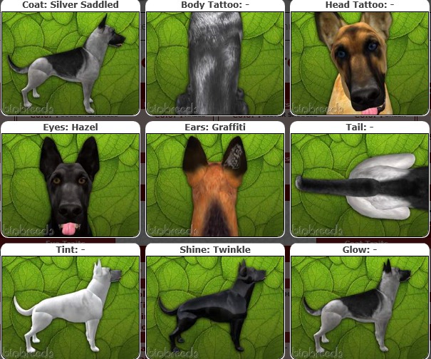 BB GS Box- ♂M-Silver Saddled