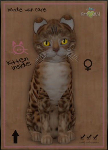 KittyCatS Box - Bengal - Sorell