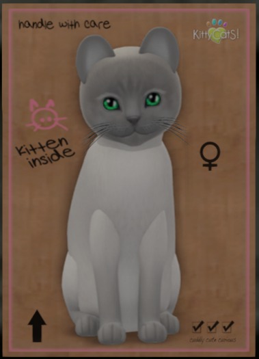 KittyCatS Box - Tonkinese - Blue Point