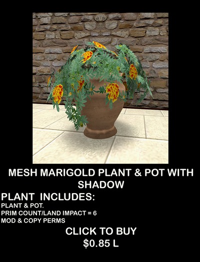 MARIGOLD FLOWERS IN POT (BOXED)