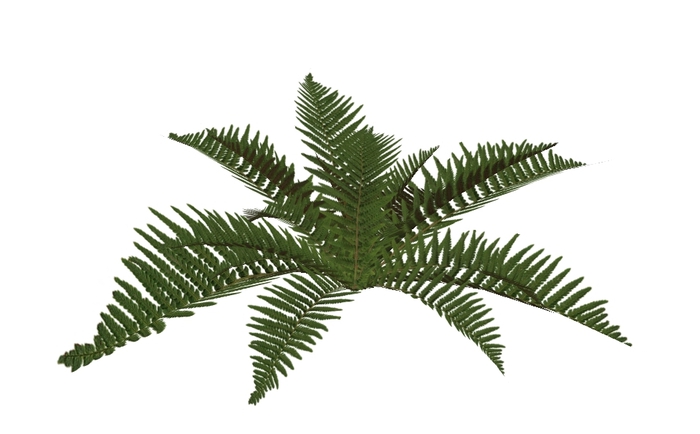 Mesh Fern Plant