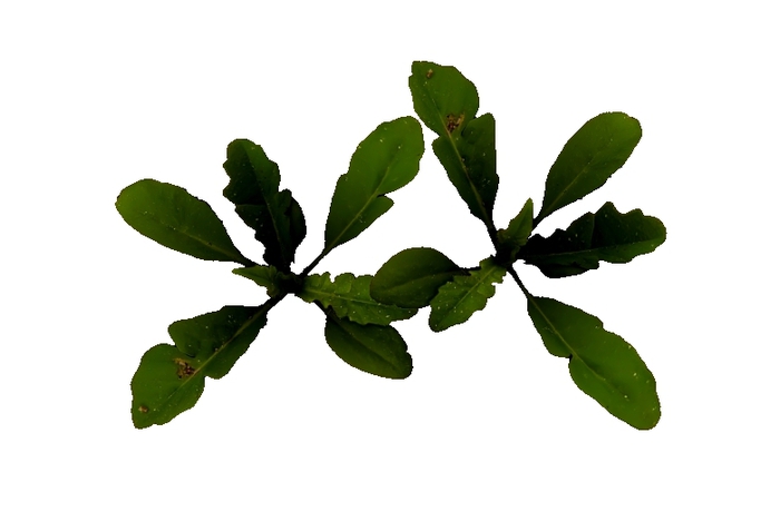 Mesh Tropical Plant 8