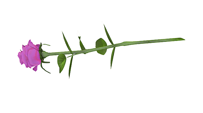 single open rose with smell animation