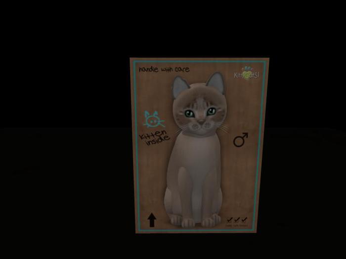KittyCatS Box - New Born Kitten 3 trait