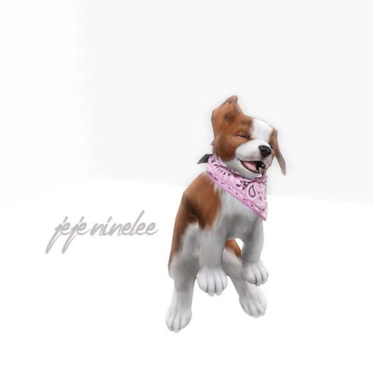 JIAN Countryside Collies ::Held Pup Sable BOX