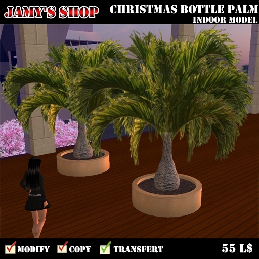 Interior Bottle Palm Tree (transfer only)