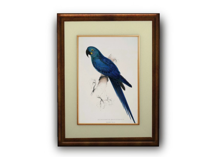 Blue Parrot Print, Burl Frame #2
