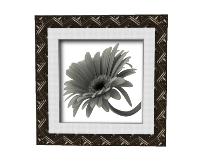 B/W Framed Gerber Daisy w/ Transparent Background Copy/Mod