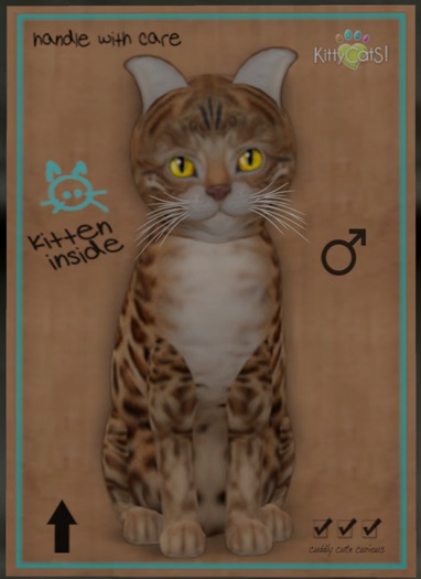 KittyCatS Box - Bengal - Sorell