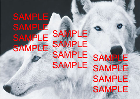 White Wolf Painting