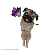 JIAN Love Pugs 17. Held Dark Fawn [Gacha]