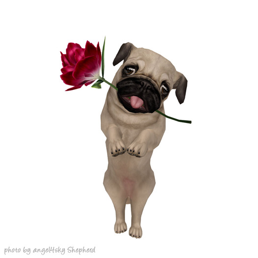 JIAN Love Pugs 16. Held Light Fawn BOX