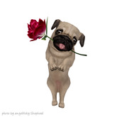 JIAN Love Pugs 16. Held Light Fawn BOX