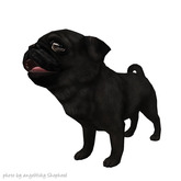 JIAN Love Pugs 15. Wanderer Black BOX