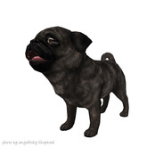 JIAN Love Pugs 10. Companion Brindle BOX