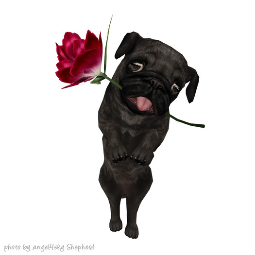 JIAN Love Pugs 18. Held Brindle BOX