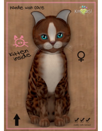 KittyCatS! - Female - Genesis - Ginger