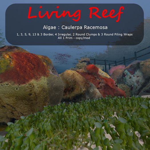 Inochi Reef : Algae ""