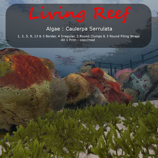 Inochi Reef : Algae ""