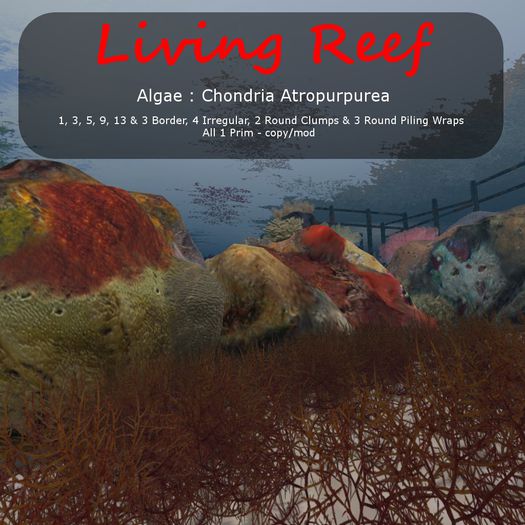 Inochi Reef : Algae ""