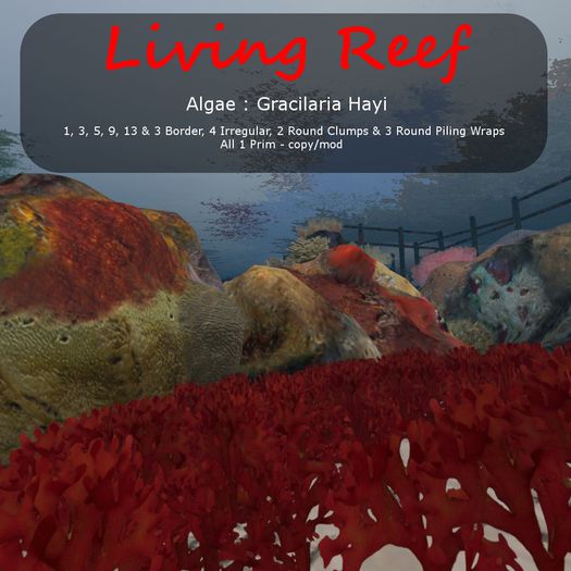 Inochi Reef : Algae "Gracilaria Hayi"