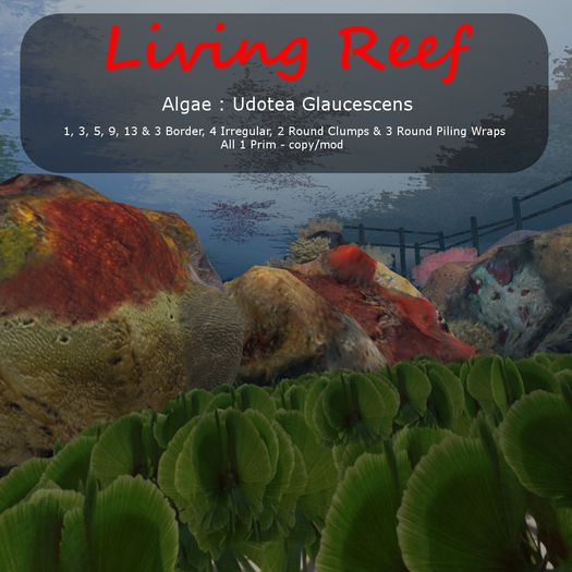 Inochi Reef : Algae ""