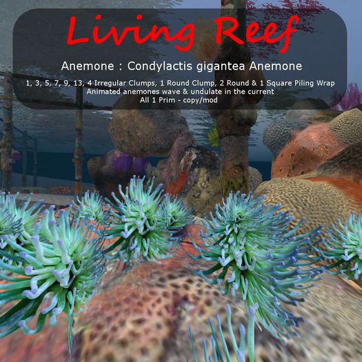 Inochi Reef : Anemone ""